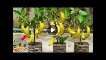 Surprised With How To Grow Eggplant With Banana | Growing Eggplant At Home